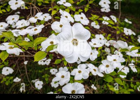 Große weiße Brakts (keine Blütenblätter) von Cornus „Ormonde“ im RHS Garden, Wisley, Surrey, Südosten Englands im Frühjahr Stockfoto