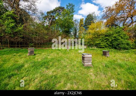 Traditionelle Holzbienhäuser im Bienenstock in RHS Garden, Wisley, Surrey, Südostengland, bieten im Frühjahr Wohnhäuser für die Bestäubung von Bienen Stockfoto