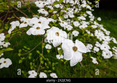 Große weiße Brakts (keine Blütenblätter) von Cornus „Ormonde“ im RHS Garden, Wisley, Surrey, Südosten Englands im Frühjahr Stockfoto