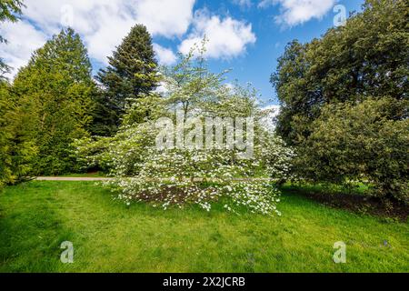 Große weiße Brakts (keine Blütenblätter) von Cornus „Ormonde“ im RHS Garden, Wisley, Surrey, Südosten Englands im Frühjahr Stockfoto