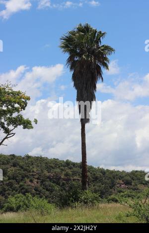 Eine hohe Palme, die allein auf einem Hügel im Buschveld steht Stockfoto