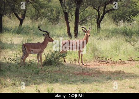 Impala weidet im grünen Buschveld-Feld unter Dornbäumen Stockfoto
