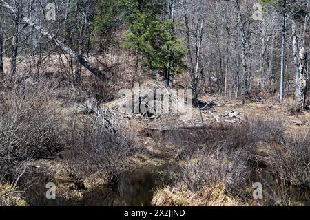Ein verlassenes altes Biberhaus aufgrund des niedrigen Wasserspiegels in den Adirondack Mountains, NY Stockfoto