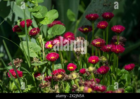 Bellis ist eine Gattung von 10 Arten und einigen akzeptierten Unterarten, von den fast 125 beschriebenen, von krautigen Pflanzen der Familie der Asteraceae Stockfoto