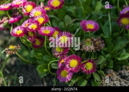 Pomponette Bellis perennis Bellis Pomponette weiß Rosa Bellis Blumen in Topf Container Gänseblümchen English Daisies Topf Frühlingsblüten April Blume Wachstum Stockfoto