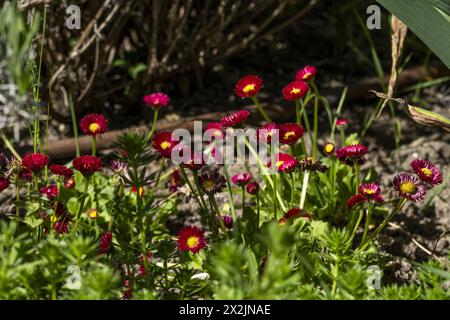 Pomponette Bellis blühende Blumen bilden eine florale Hintergrundstruktur Stockfoto