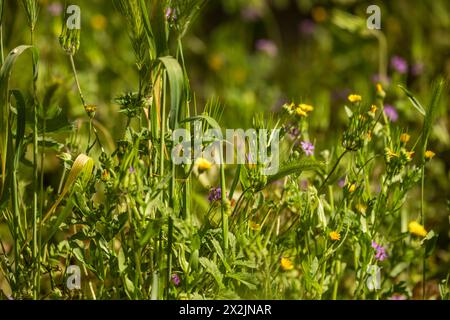 Die Frühlingswiese voller blühender Gras kann Allergien gegen manche auslösen. Sommer in wilder Natur Stockfoto