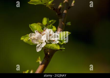 Die Blüten des Weißdorns werden im späten Frühjahr (Mai bis Juni in seinem Heimatgebiet) in Korymbolen von fünf bis fünfundzwanzig zusammen ausgestrahlt; jede Blüte ist ungefähr Stockfoto