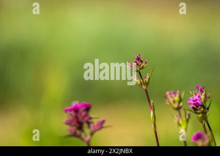 Sommer natürliche Landschaft mit rosa Blumen mit langen Schnitzereien auf der Wiese mit viel Bokeh Hintergrund Stockfoto