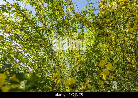 Nahaufnahme von blühendem Citisus scoparius, gelber Besen. Brünette Sträucher mit Blumen im Frühjahr, selektiver Fokus, Naturschönheitskonzept Stockfoto