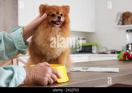 Seniorin füttert Pommerschen Hund auf Tisch in der Küche, Nahaufnahme Stockfoto