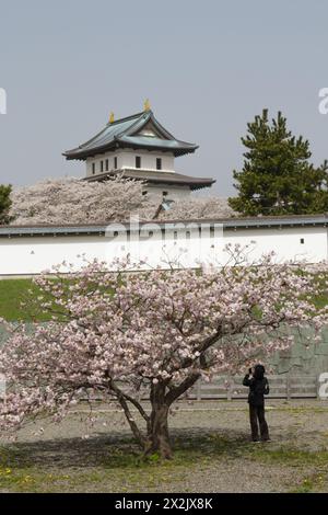 Touristen fotografieren Kirschblütenbaum am Schloss Matsumae Stockfoto