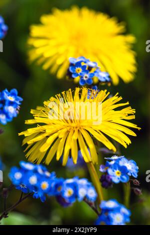 Sowthistel, Sonchus arvensis und Sibirischer Bugloss, Brunnera macrophylla, Blumen in Frühlingsfeldern Stockfoto