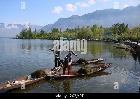 Srinagar, Kaschmir, Indien. April 2024. Arbeiter der Jammu und Kaschmir Lakes and Waterways Development Authority entfernen Unkraut aus dem Dal Lake am Earth Day in Srinagar. Der Tag der Erde wird jährlich am 22. April gefeiert, um das Bewusstsein für die Umwelt zu schärfen. (Kreditbild: © Firdous Nazir/OKULARIS via ZUMA Press Wire) NUR REDAKTIONELLE VERWENDUNG! Nicht für kommerzielle ZWECKE! Stockfoto