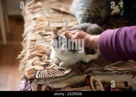 Junge graue Katze mit gelben Augen, die in die Kamera schauen und alte Person streichelt die Katze Stockfoto