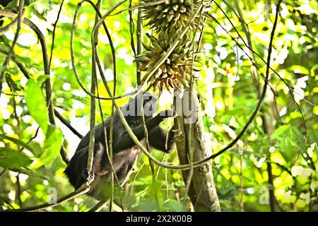 Ein Haubenmakaken (Macaca nigra) pflückt Lianenfrüchte im Tangkoko-Wald, Nord-Sulawesi, Indonesien. Der Klimawandel ist einer der wichtigsten Faktoren, die die biologische Vielfalt weltweit mit alarmierender Geschwindigkeit beeinflussen, so ein Team von Wissenschaftlern unter der Leitung von Antonio acini Vasquez-Aguilar in ihrem Artikel vom März 2024 über environ Monit Assessment. Die International Union for Conservation of Nature (IUCN) sagt auch, dass steigende Temperaturen zu ökologischen, verhaltensbezogenen und physiologischen Veränderungen der Tierarten und der Artenvielfalt geführt haben. „Zusätzlich zu erhöhten Krankheitsraten und degradierten Lebensräumen ist der Klimawandel auch... Stockfoto