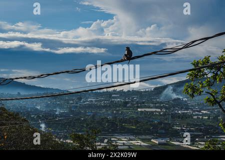 Ein einsamer Affe thront ruhig auf verschlungenen Stromkabeln und überblickt eine weitläufige, nebelbedeckte Landschaft mit Bergen im Hintergrund unter einer dynamischen Kulisse Stockfoto