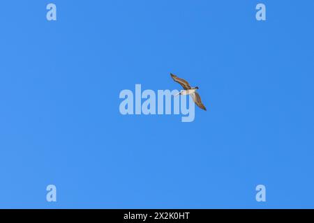 Ein Pelikan schwebt durch einen klaren blauen Himmel, seine Flügel anmutig ausgestreckt. Stockfoto