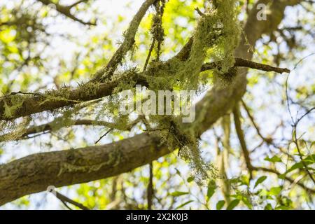 Baumzweige bedeckt mit spanischem Moos, mit einem Hintergrund von flauschigem Sonnenlicht. Stockfoto