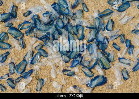 Blaue Quallen wurden in großer Zahl an einem sonnigen Strand an Land gewaschen. Stockfoto