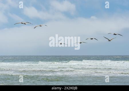 Eine Gruppe von Pelikanen gleitet über den Ozean, wobei die Wellen unten gegen einen blauen Himmel brechen. Stockfoto