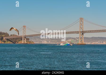 Möwe im Flug mit einem Touristenboot, das unter einer Hängebrücke über eine Bucht fährt. Stockfoto