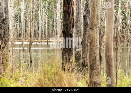 Panoramablick auf die Sümpfe in Queensland, Australien während der Herbstsaison mit toten Bäumen in Billabong. Stockfoto