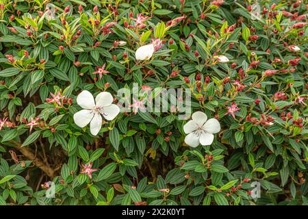 Hübsche weiße Blumen im Hinterland der Byron Bay während der Herbstsaison in voller Blüte. Stockfoto