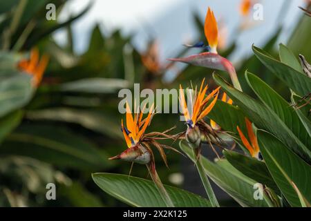 Paradiesvogel (Strelitzia) mit leuchtend orangefarbenen, wunderschönen Farben und verschwommenem Hintergrund. Stockfoto