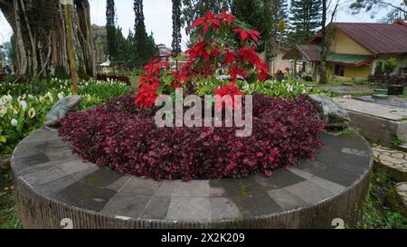 Eine gepflegte Blume und Pflanze in einem der Gärten im Wonosari Malang Teegarten Stockfoto