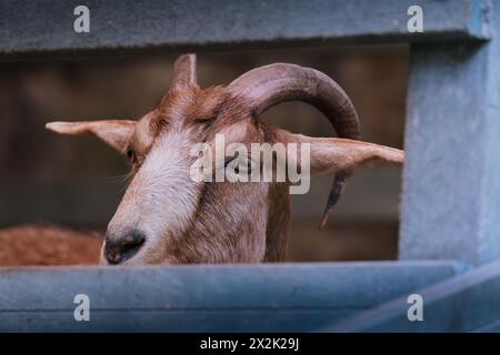 Nahaufnahme eines Ziegengesichts, das durch einen Zaun auf einem Bauernhof blickt und Neugier und das Leben auf dem Bauernhof zeigt Stockfoto