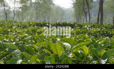 Teeblätter auf einem Stück Teegarten am Morgen Stockfoto