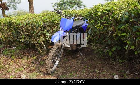 Ein Trail-Motorrad parkt am Nachmittag zwischen den Teepflanzen im Teegarten Stockfoto