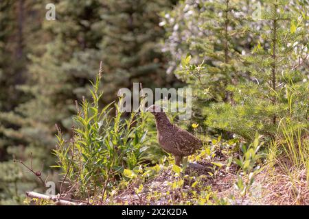 Wildes braunes Ptarmigan, das in der Natur im Yukon Territory, Kanada, zu sehen ist. Stockfoto