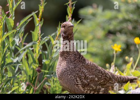 Wildes braunes Ptarmigan, das in der Natur im Yukon Territory, Kanada, zu sehen ist. Stockfoto