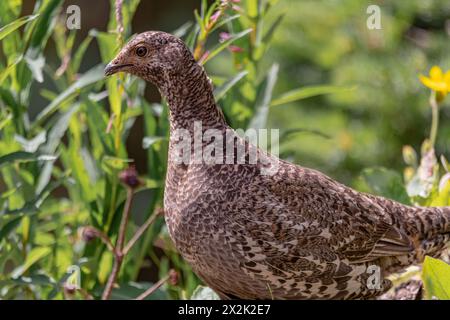 Wildes braunes Ptarmigan, das in der Natur im Yukon Territory, Kanada, zu sehen ist. Stockfoto