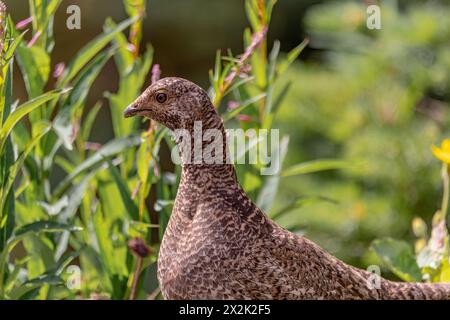 Wildes braunes Ptarmigan, das in der Natur im Yukon Territory, Kanada, zu sehen ist. Stockfoto