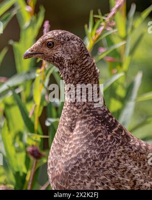 Wildes braunes Ptarmigan, das in der Natur im Yukon Territory, Kanada, zu sehen ist. Stockfoto