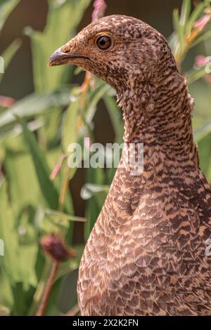 Wildes braunes Ptarmigan, das in der Natur im Yukon Territory, Kanada, zu sehen ist. Stockfoto