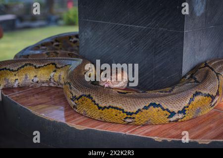 Eine große Python mit gelben und schwarzen Schuppen ist auf einer polierten Holzoberfläche aufgehängt und zeigt ihre strukturierte Haut und die wachsamen Augen. Stockfoto