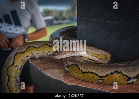 Eine Nahaufnahme einer großen Pythonschlange, die in einer gewebten Schüssel ruht, mit einer teilweisen Ansicht einer Person in der Nähe, die ein Adidas-Hemd trägt. Stockfoto