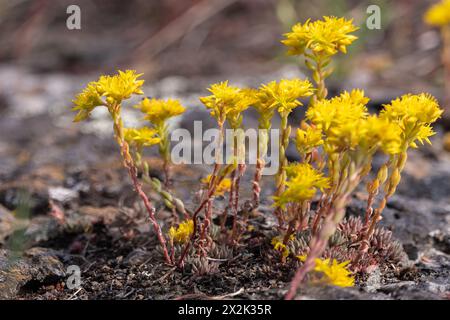 Gelbe Sukulente, die im Sommer im nördlichen Yukon Territory gesehen wird. Stockfoto