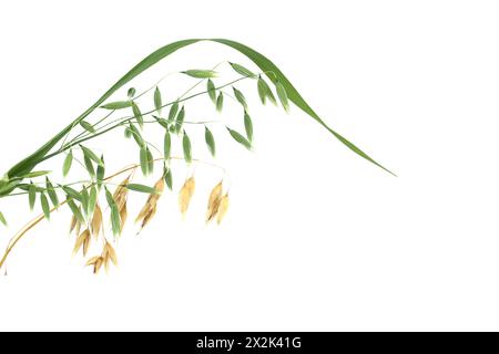 Haferpflanzenzweig mit zur Ernte bereit Haferkörnern isoliert auf weißem Hintergrund. Hafer oder Avena sativa Stockfoto
