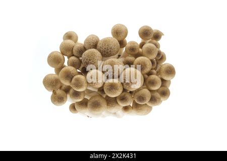 Gruppe von braunen Buchenpilzen, auch bekannt als Shimeji-Pilze isolierter weißer Hintergrund (Hypsizygus tessellatus) Stockfoto