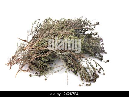 Thymus vulgaris vor weißem Hintergrund Stockfoto