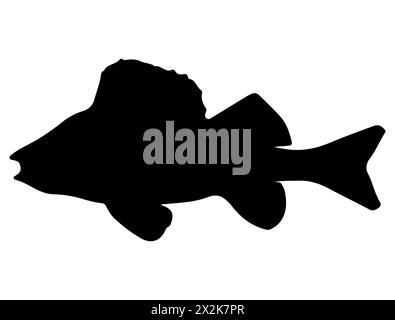 Barsch Fisch Silhouette Vektorkunst Stock Vektor