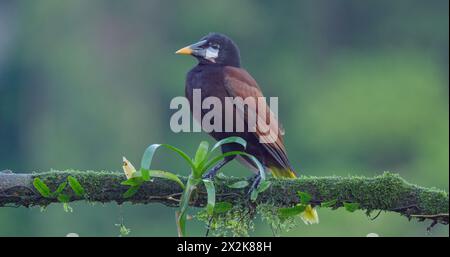 Eine montezuma oropendola auf einem Zweig in boca tapada Stockfoto
