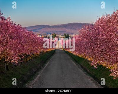 Berkenye, Ungarn - aus der Vogelperspektive blühende rosa wilde Pflaumenbäume entlang der Straße im Dorf Berkenye an einem Frühlingsmorgen mit klarem blauem Himmel Stockfoto