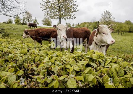 REIJMERSTOK - Kühe auf der Wiese in Limburgse Heuvelland. ANP/Hollandse Hoogte/Jean-Pierre Geusens niederlande aus - belgien aus Stockfoto