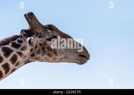 Teleaufnahme einer angoleanischen Giraffe im Etosha Naitonal Park, Namibia. Stockfoto